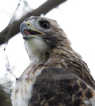 Red tailed Hawk 3821